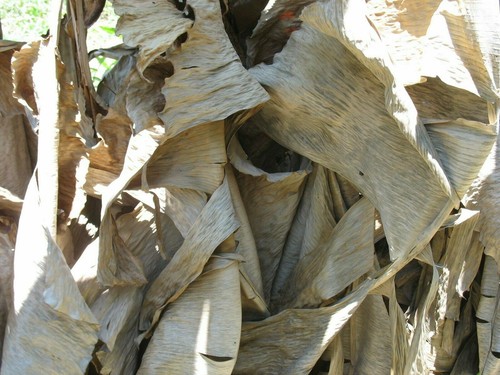20 Dried Banana Leaves Fish Aquarium Shrimp Cleaning Pet Supplies 100% Organic C - Picture 2 of 5