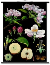 Apple Tree Educational Chart - Botanical Lithograph Linen Backed READY TO HANG!