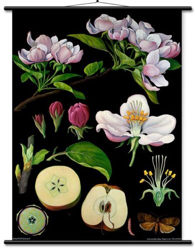 Apple Tree Educational Chart - Botanical Lithograph Linen Backed READY TO HANG! - Picture 1 of 5