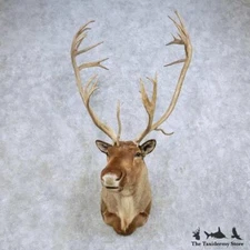 #14613 EL | Barren Ground Caribou Taxidermy Shoulder Mount For Sale