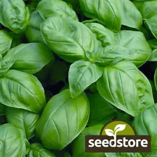 Sweet Basil Seeds | Heirloom / Non-GMO | Free Shipping | Herb Seeds | 1130