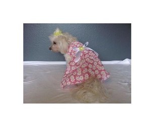teacup daisy puppies