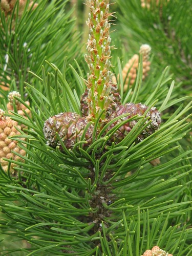 Mugo Pine (Pinus mugo mughus), 25 seeds - Picture 3 of 3