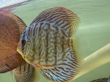 3 Discus Fish Live 5 In  Inch Healthy Aquarium Fish Overnight shipping