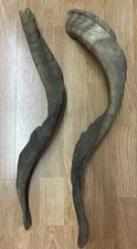 Antique Goat Horns 23” Lot of 2 RARE ITEMS