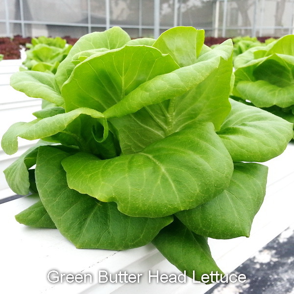 3000 WHITE BOSTON LETTUCE 12 3000 WHITE BOSTON LETTUCE 12