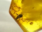 AMBER PIECE with Insect Inclusion Fossil Insects Gift Baltic Amber 8,2g 13848