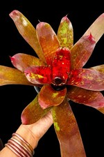 Neoregelia   RED RIVER   Colorfully BIG Young BROMELIAD PLANT