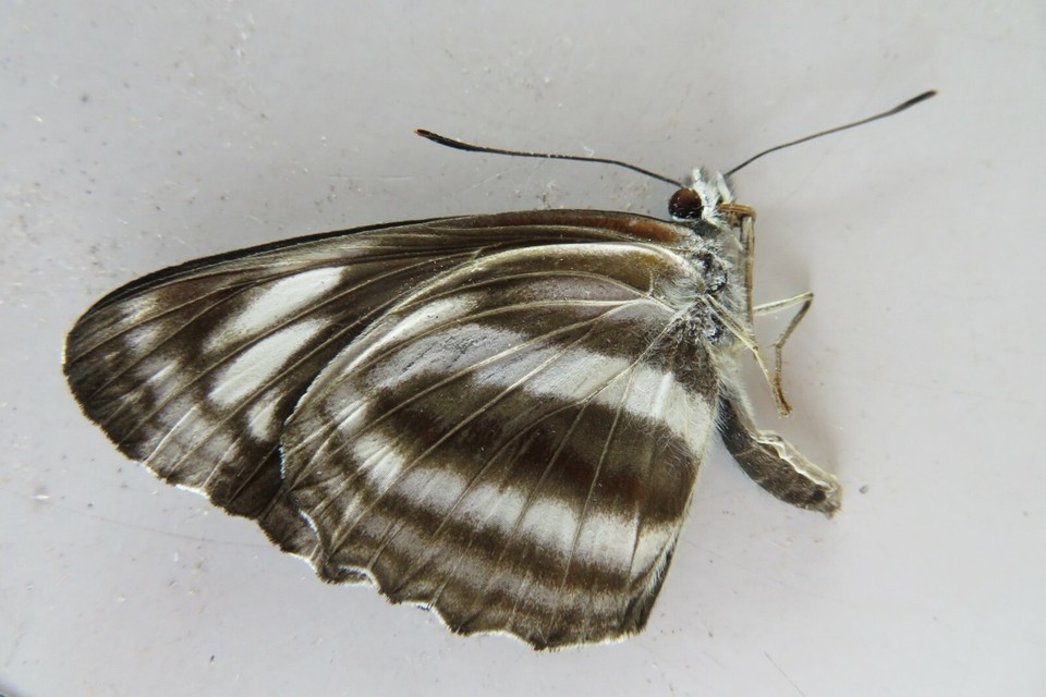 N16541. Insects butterflies: Nymphalidae sp. Vietnam, Gia Lai | eBay