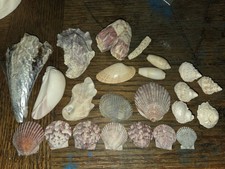 Natural Seashell Assortment - Scallops, Spirals, Coral More-Crafting Coastal
