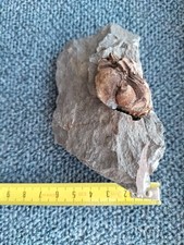 Fossile de trilobite Pedinopariops Ceuthonymus. France. Vireux Molhain. Eifelien