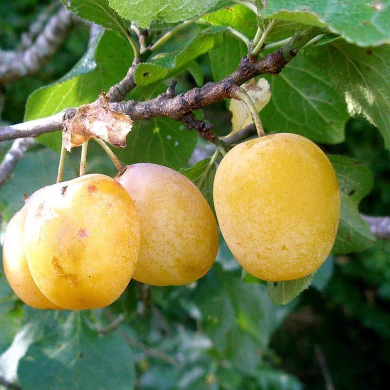 Prunier Reine-Claude d'Oullins autofertile : solution idéale pour petit jardin et prunes jaunes