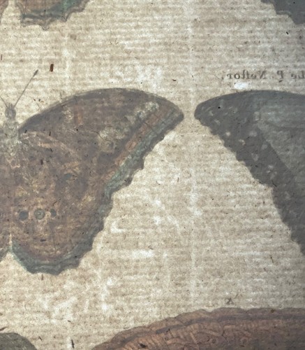 1794 Butterflies, Nymphes, Latreille, hand coloured quarto engraving, insects - Picture 4 of 4