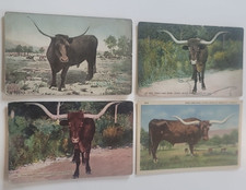 Antique/Vtg Postcards Lot of 4 Texas Long Horn Steer Bill Cow Photos 1908 & 1955