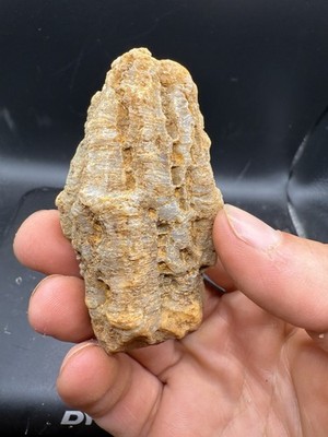 Fossilized Indiana Geode Quartz Crystal Whole Agate Crinoid Calyx 600 Carats