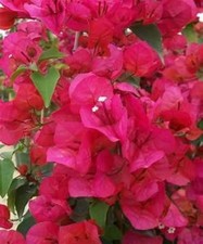 Well Rooted SHARON WESLEY  Live Bougainvillea starter/plug plant USA SELLER