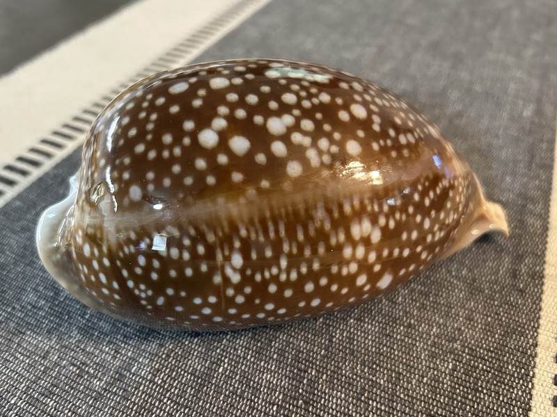 149.75mm Macrocypraea Cervus Florida Deer Cowry Gem Quality