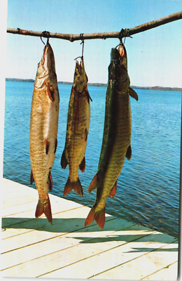 Postcard Musky Pike Trio Three Fish Stringer Catch Fishing Lake