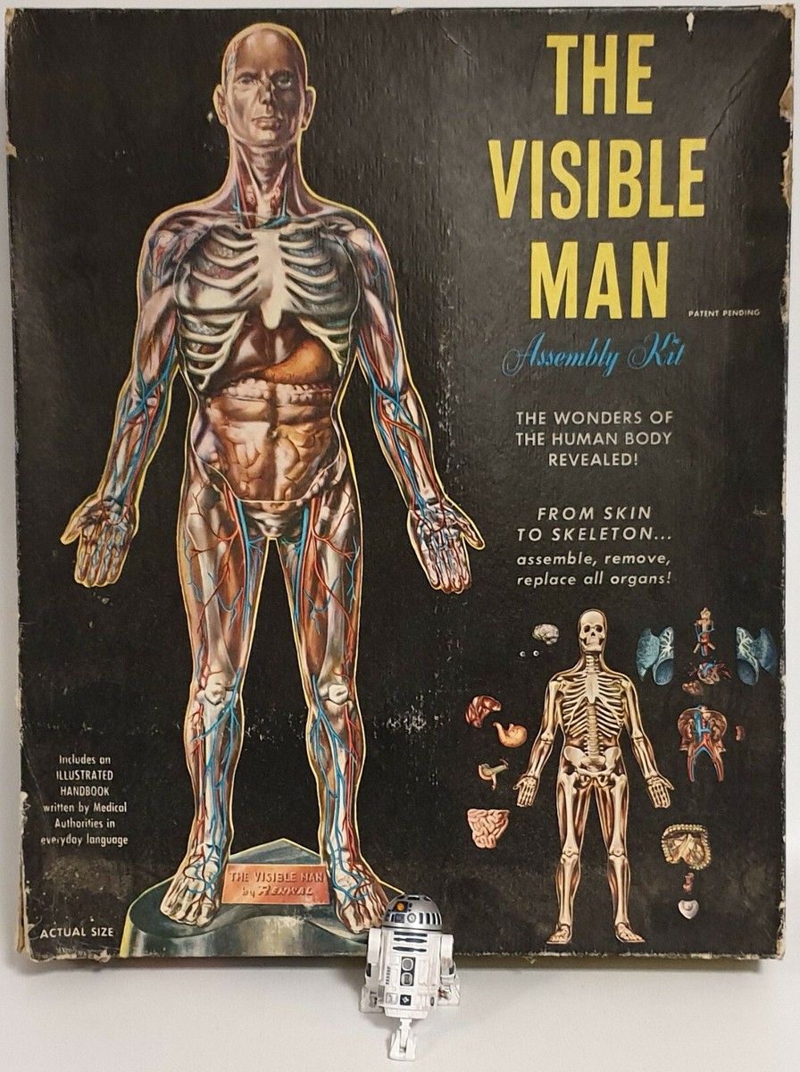 MAN : THE VISIBLE MAN MODEL KIT MADE BY RENWAL - VERY RARE | eBay