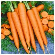 Tendersweet Carrot Seeds, Beta Carotene, Vitamin A, NON-GMO, FREE SHIPPING