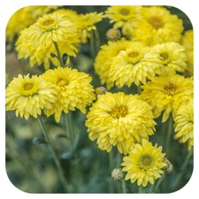 Chrysanthemum Dendranthema Late Spray Beppie Yellow x 6  Plug Plants