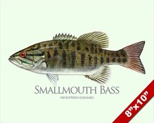 SMALLMOUTH BASS SUNFISH FISH PAINTING AMERICAN FISHING ART REAL CANVAS PRINT