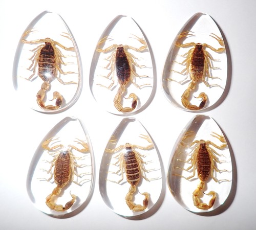 Cabochon Golden Scorpion Pear Shape (cut top) 46x30 mm Clear 18 pieces Lot - Picture 13 of 18