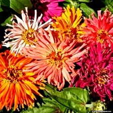 Beautiful Giant Cactus Zinnia Seed Mix 100+ Seeds  BUY 4 GET FREE  SHIPPING!!!!!