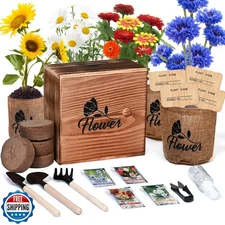 Sproutix Indoor Daisy Garden Starter Kit, 4 Flower Seeds Growing 