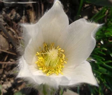 PASQUE FLOWER WHITE Pulsatilla Vulgaris Alba - 100 Bulk Seeds