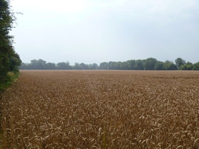 Photo A2 Ready for harvest Siddington/SU0399 A view from the towpath of c2012