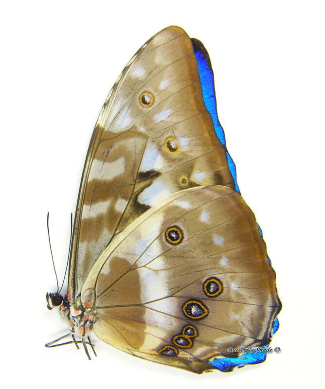 Unmounted Butterfly/Morphidae - Morpho cypris cypris, male