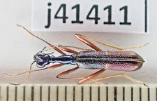 j41411. Insects, Cicindelidae sp. Vietnam North. Over 2000m