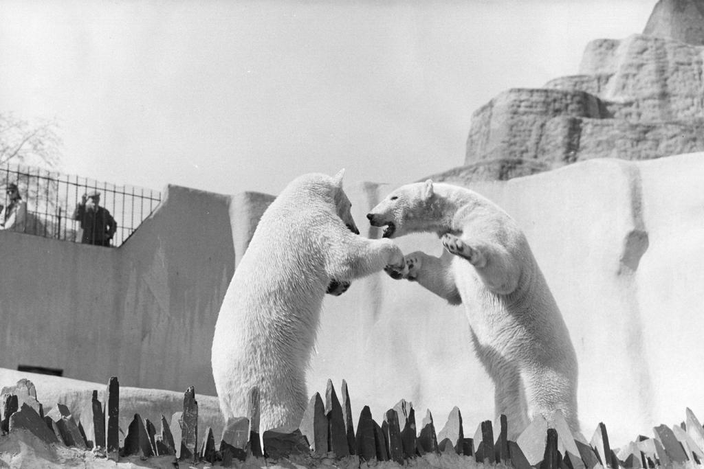 Bear Knuckle Fight Two Polar Bears Fighting Photo Art Print Poster 24x36 inch