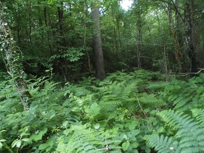 Foto 6x4 Wälder in Siegelkarte Styants unten c2016