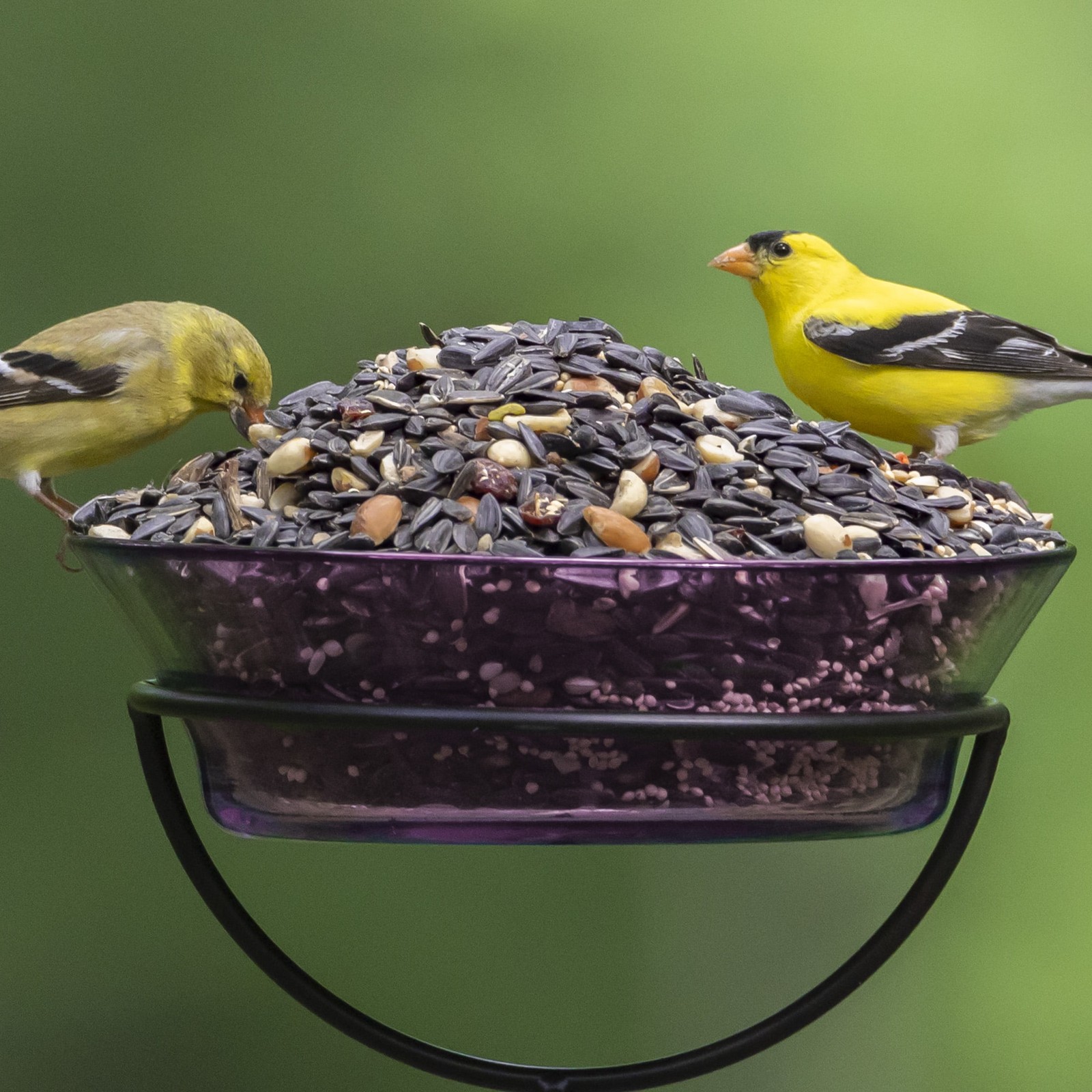 Park Nut, Fruit & Berry Wild Bird Food, Dry, 1 Count per Pack, 15 lb. Bag