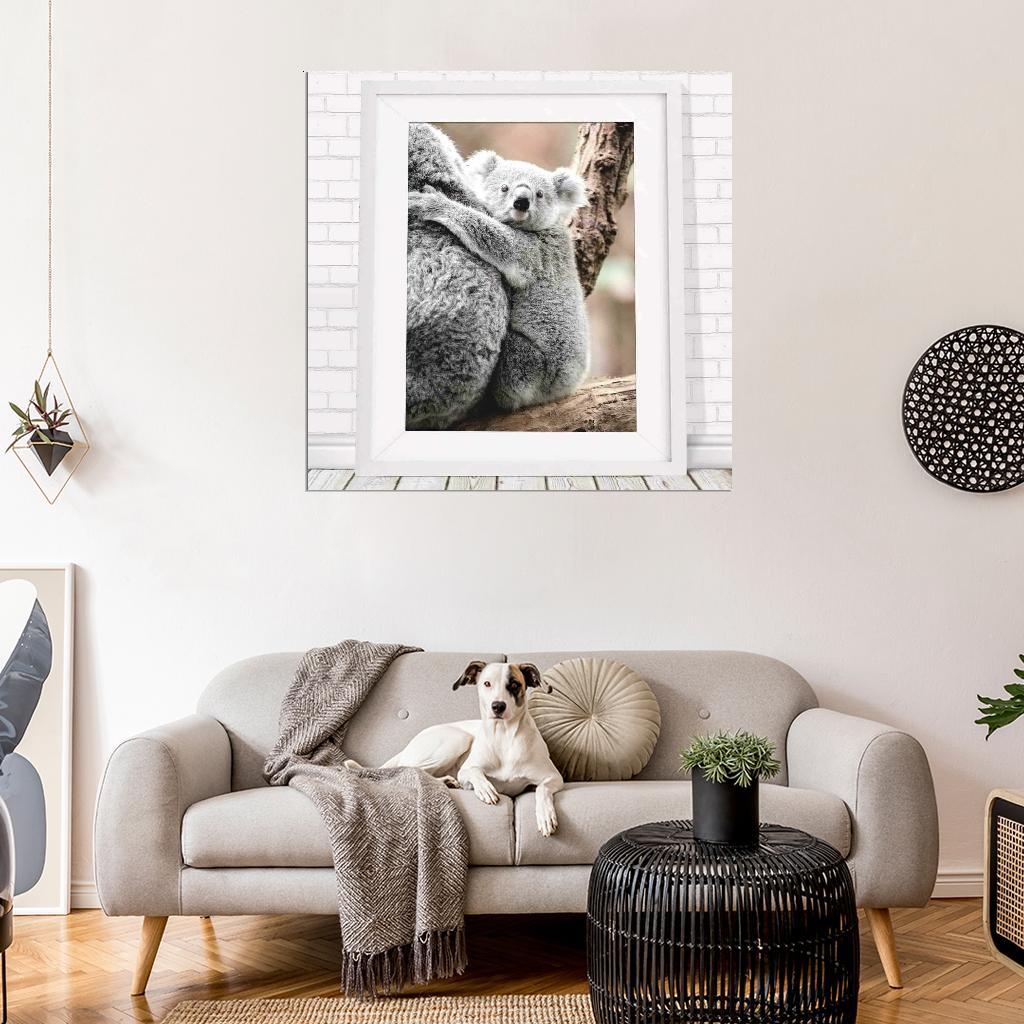 500605 Koala - Australian Native **** 16x12 WALL PRINT POSTER | eBay