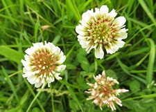 Dutch White Clover Nitro Coated Inoculated Seed by Seed Kingdom 5 Lb Seeds