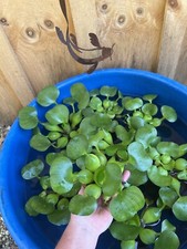  15 Water Hyacinth Koi Pond Floating Plants Rid Algae LARGE Jumbo Purple 6  