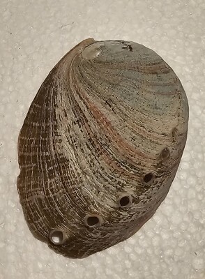 One Side Shell Abalone Sea Shell One Side | eBay