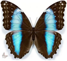 Morpho deidamia mariae-Female, UNMOUNTED butterfly