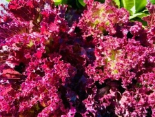 1000 RED SALAD BOWL LEAF LETTUCE SEEDS | 2026 FREE SHIPPING NON GMO HEIRLOOM