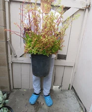 Crassula swaziensis  Succulent