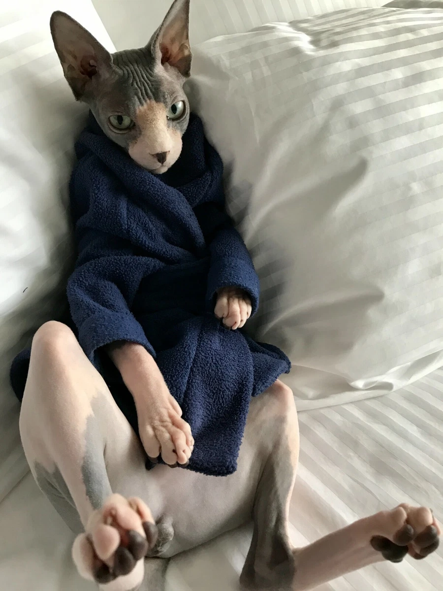 Hairless cat top dressed up