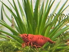 20 3 DOA Fire Red Cherry - Freshwater Neocaridina Aquarium Shrimp.