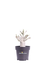Pianta di Adenium Baobab Rosa del Deserto vera ornamentale da arredo interno