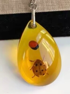 Bernstein Varietät Polybern Inklusion: Ladybird Ladybug Glückskäfer