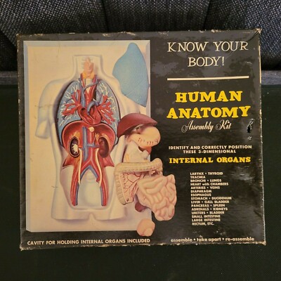 Vintage Human Anatomy Assembly Kit circa 1960s/ unpainted