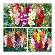 Gladioli Mixed Flower x 30 Bulbs/Corms Pretty Summer Flowers Easy To Grow