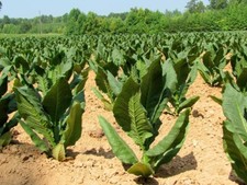 Tobacco se?ds, 1500 se?ds tobacco Dubek  smoking tobacco heirloom organic -805